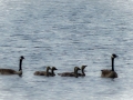 Goose Family2